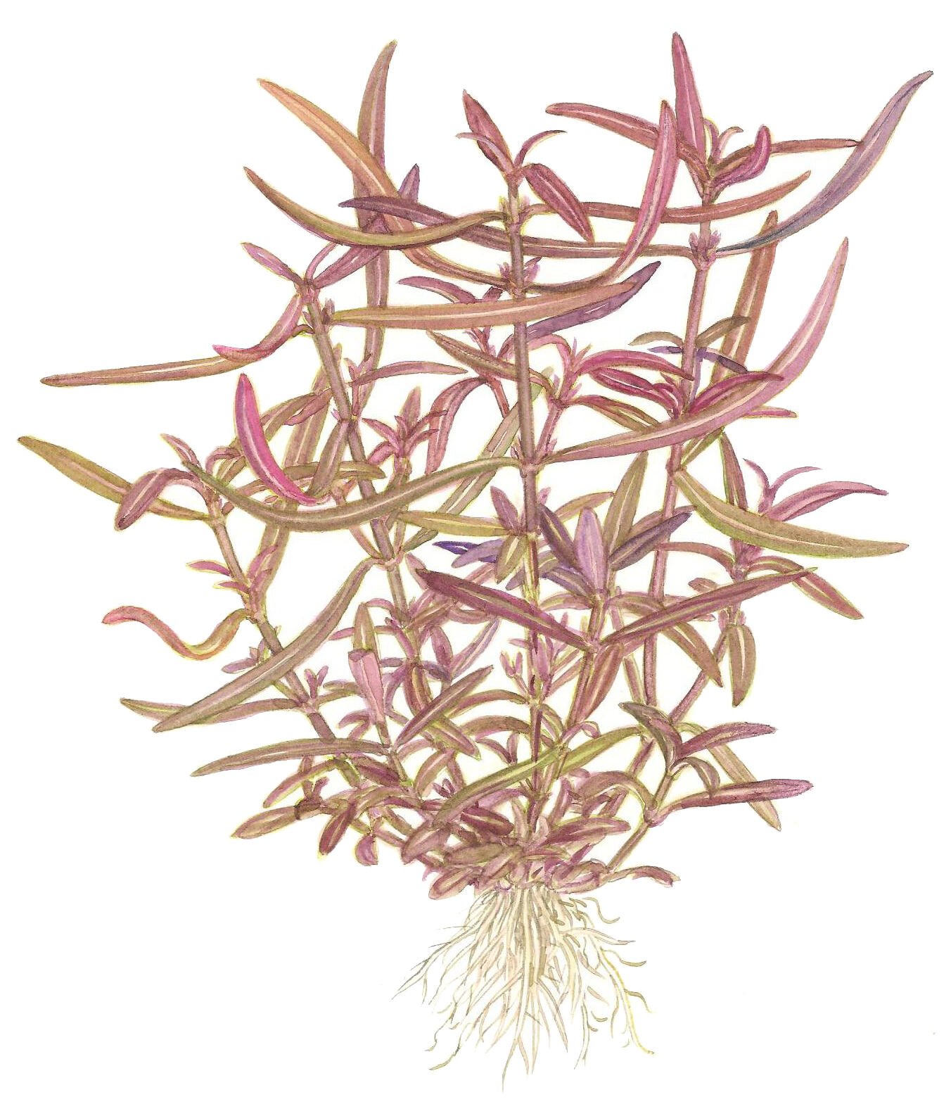 Tropica - Hygrophila lancea Araguaia 1-2 Grow!