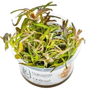 Tropica - Hygrophila lancea Araguaia 1-2 Grow!