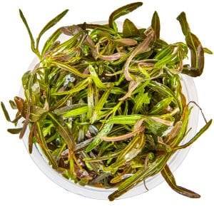 Tropica - Hygrophila lancea Araguaia 1-2 Grow!