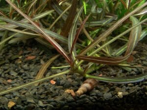 Tropica - Hygrophila lancea Araguaia 1-2 Grow!