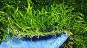 Lilaeopsis novaezelandiae İTHAL BUKET ÖN SİPARİŞ