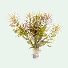 Limnophila aromatica İTHAL BUKET ÖN SİPARİŞ