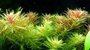Limnophila aromatica İTHAL BUKET ÖN SİPARİŞ