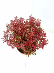 Alternanthera bettzickiana red İTHAL BUKET ÖN SİPARİŞ