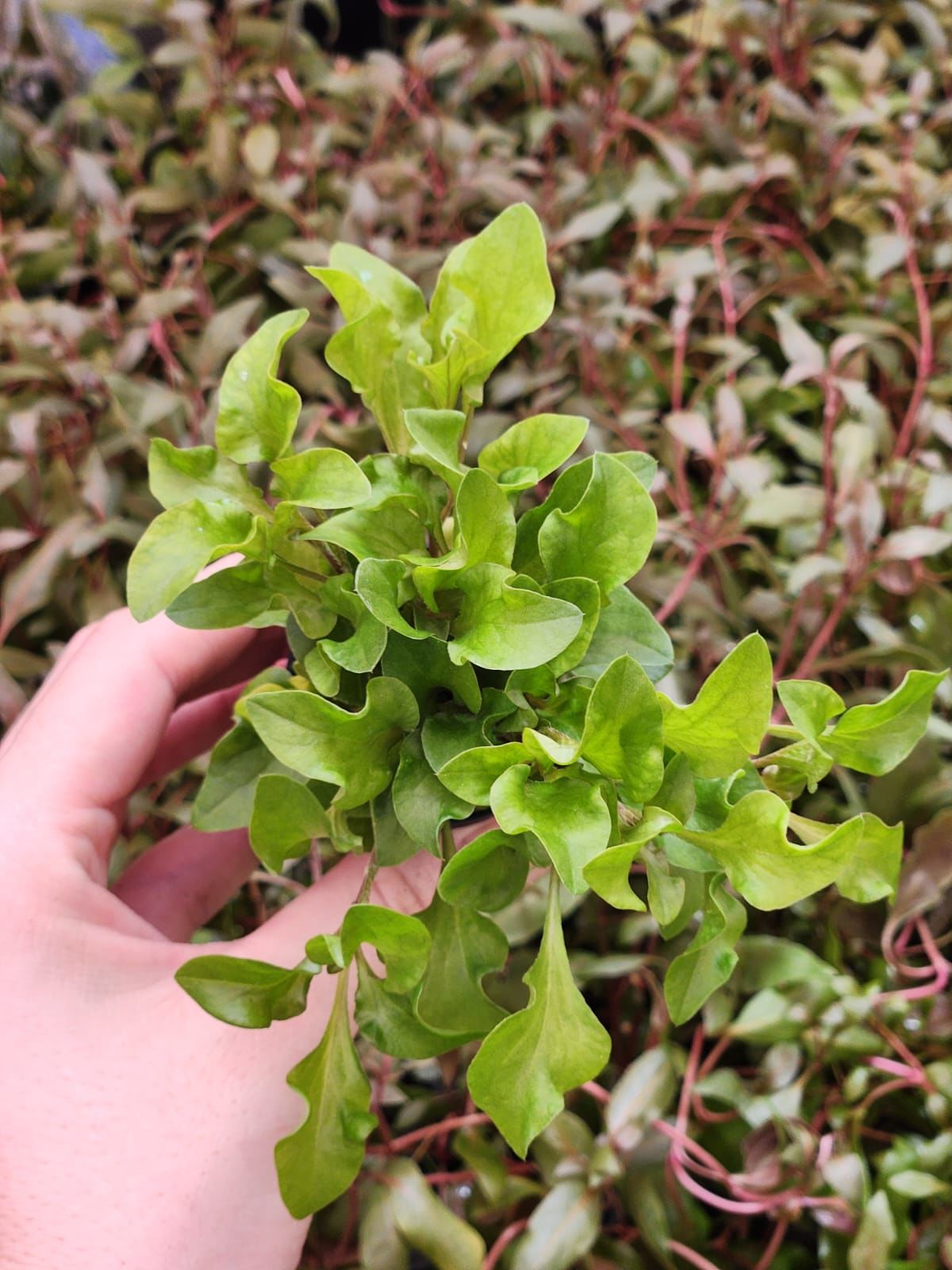 Alternanthera bettzickiana red SAKSI