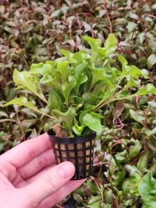 Alternanthera bettzickiana red İTHAL BUKET ÖN SİPARİŞ