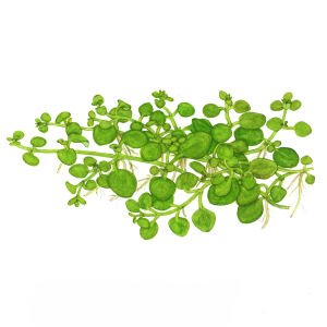 Tropica - Hygrophila serpyllum 1-2 Grow!