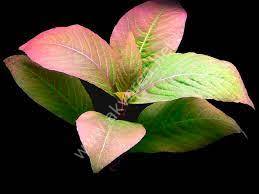 Hygrophila cherry leaf İTHAL BUKET