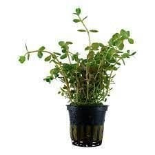 Bacopa rotundifolia İTHAL BUKET ÖN SİPARİŞ