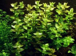 Bacopa rotundifolia İTHAL BUKET ÖN SİPARİŞ