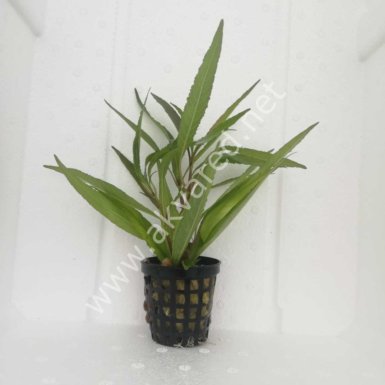 Hygrophila angustifolia İTHAL BUKET