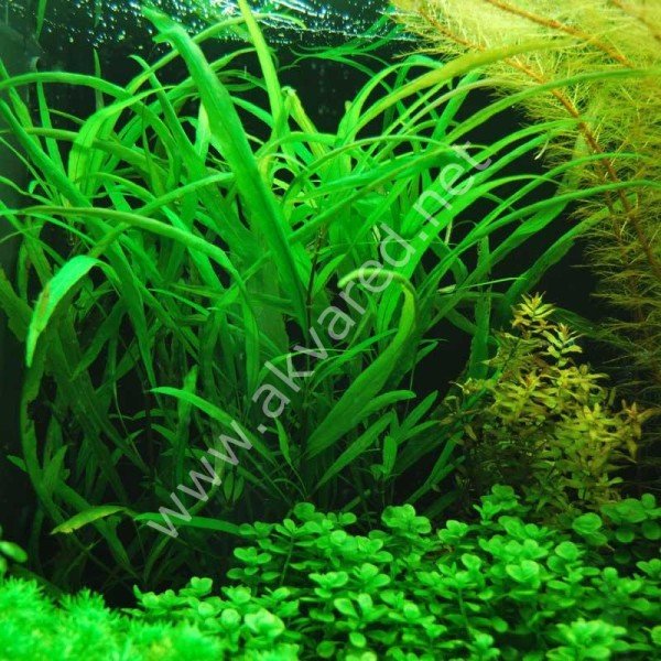 Hygrophila angustifolia İTHAL BUKET