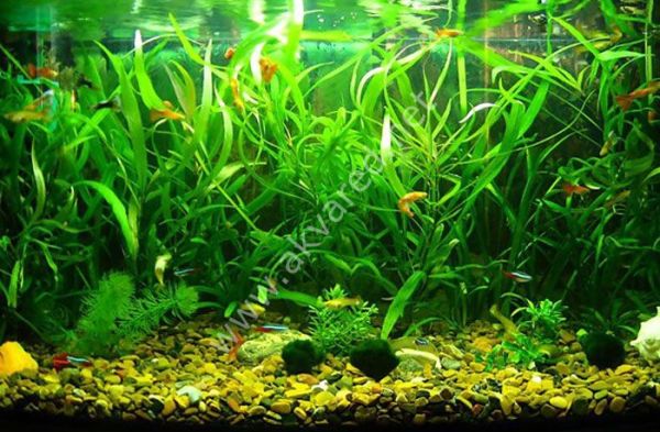 Hygrophila angustifolia İTHAL BUKET