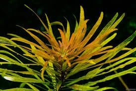 Ludwigia inclinata cuba İTHAL BUKET ÖN SİPARİŞ