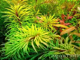 Ludwigia inclinata cuba İTHAL BUKET ÖN SİPARİŞ
