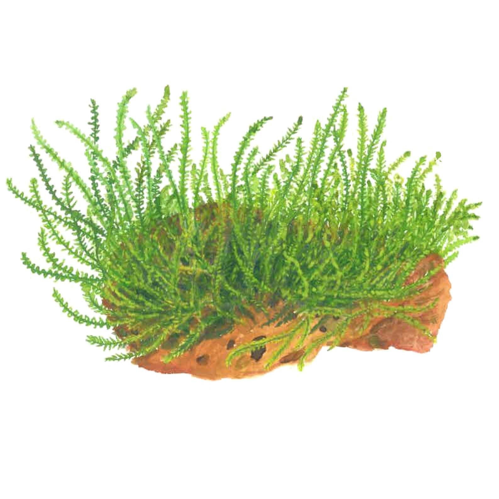Tropica - Leptodictyum riparium 1-2 Grow!