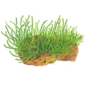Tropica - Leptodictyum riparium 1-2 Grow!
