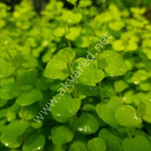 Cardamine lyrata İTHAL BUKET ÖN SİPARİŞ