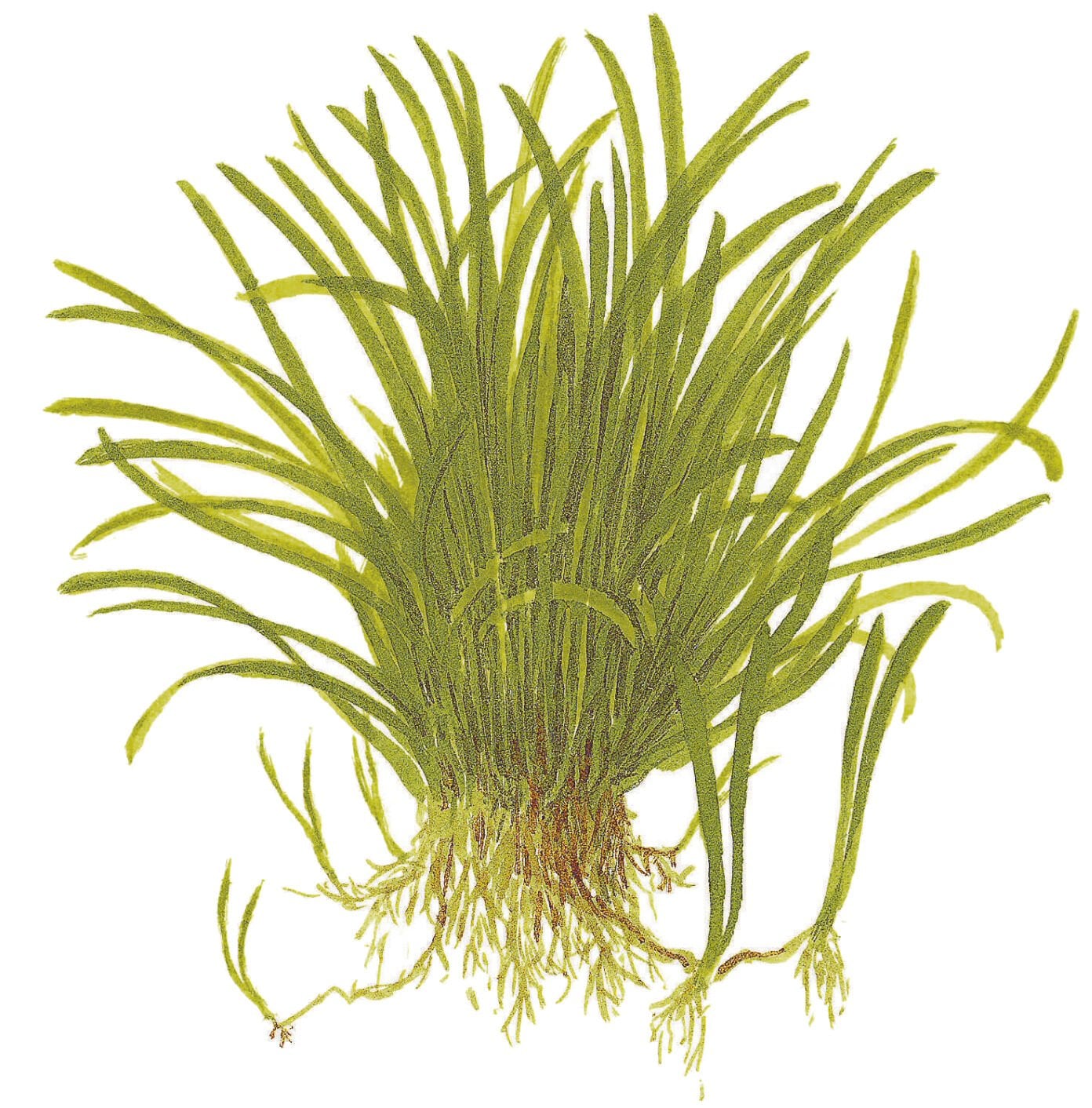 Tropica - Lilaeopsis brasiliensis 1-2 Grow!