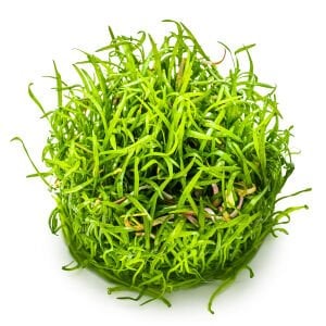 Tropica - Lilaeopsis brasiliensis 1-2 Grow!