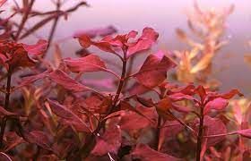 Ludwigia mini super red BUKET ÖN SİPARİŞ