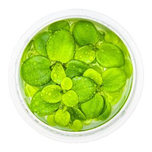 Tropica - Limnobium laevigatum 1-2 Grow!