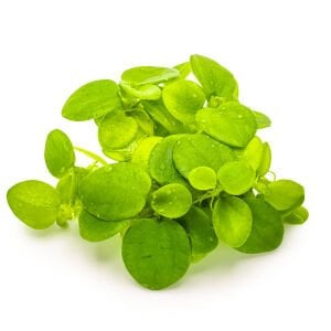 Tropica - Limnobium laevigatum 1-2 Grow!