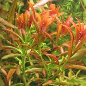 Ammannia sulawesi İTHAL ADET