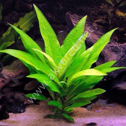 Hygrophila stricta İTHAL BUKET
