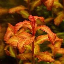 Ludwigia sp. guinea İTHAL BUKET ÖN SİPARİŞ