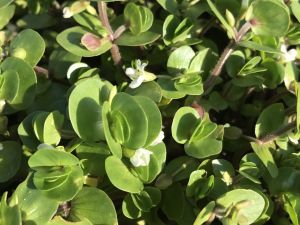 Bacopa rotundifolia İTHAL BUKET