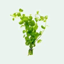 Lysimachia nummularia İTHAL BUKET