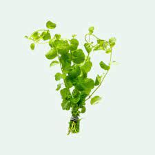 Lysimachia nummularia İTHAL BUKET