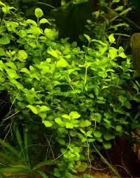 Lysimachia nummularia İTHAL BUKET