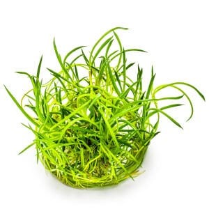 Tropica - Littorella uniflora 1-2 Grow!