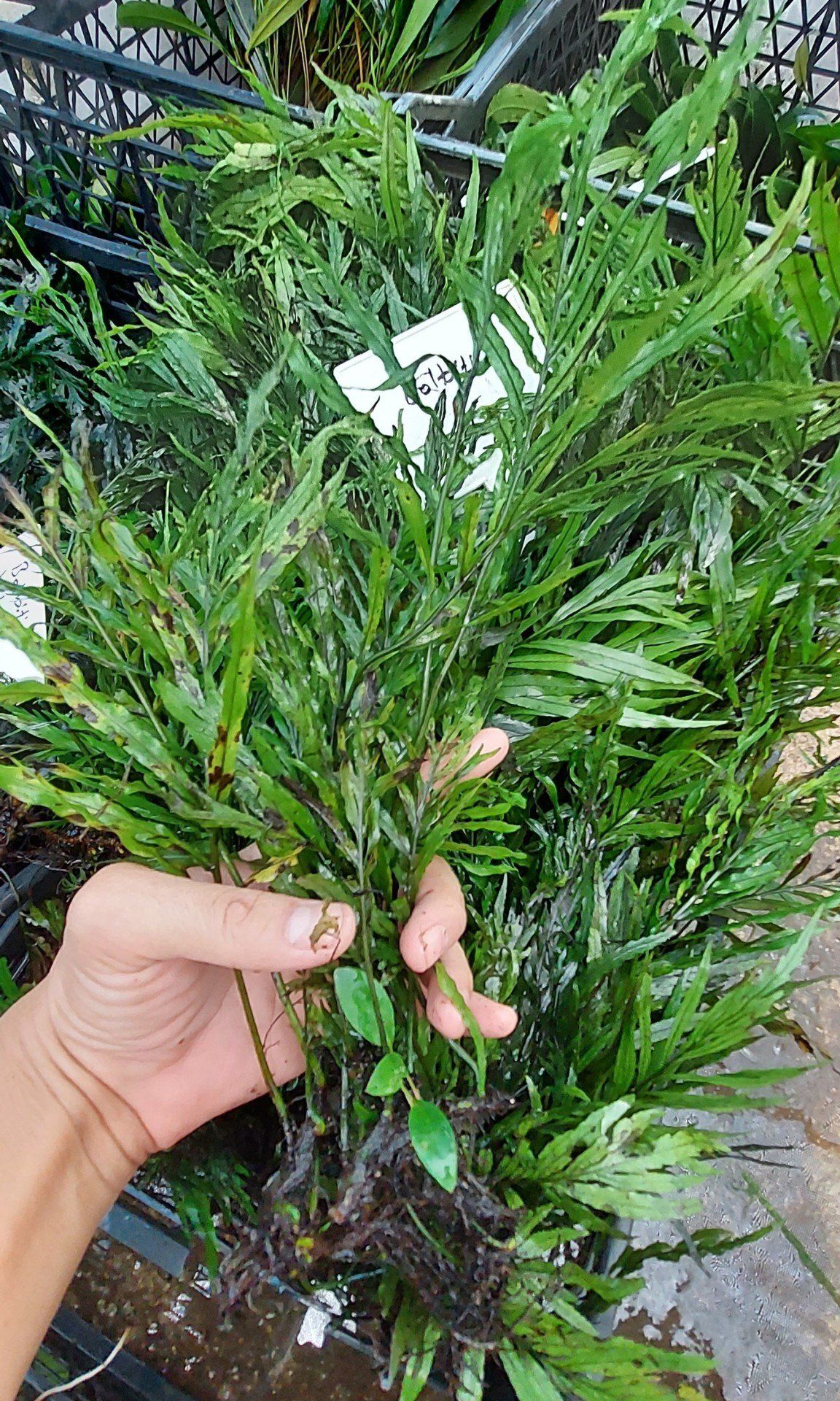 Bolbitis heudelotii 10-15 YAPRAKLI TABAKA