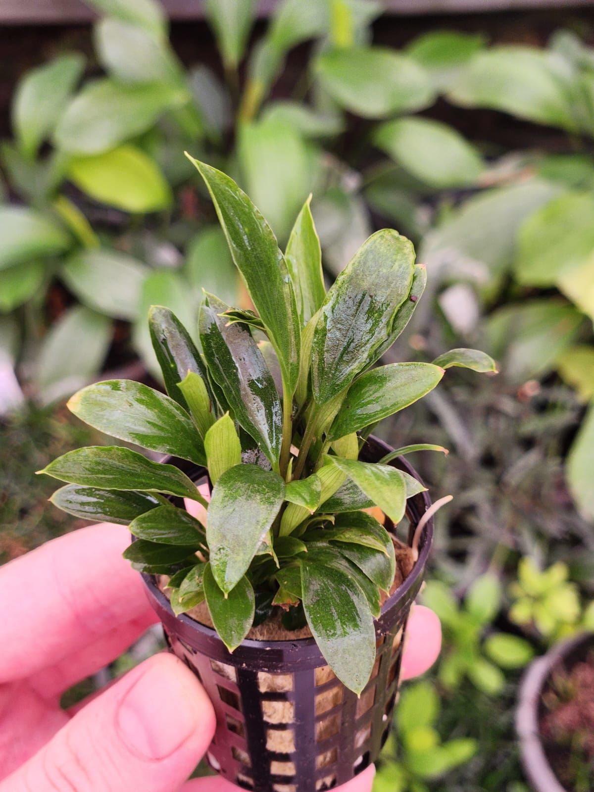 Homalomena sekadau south SAKSI