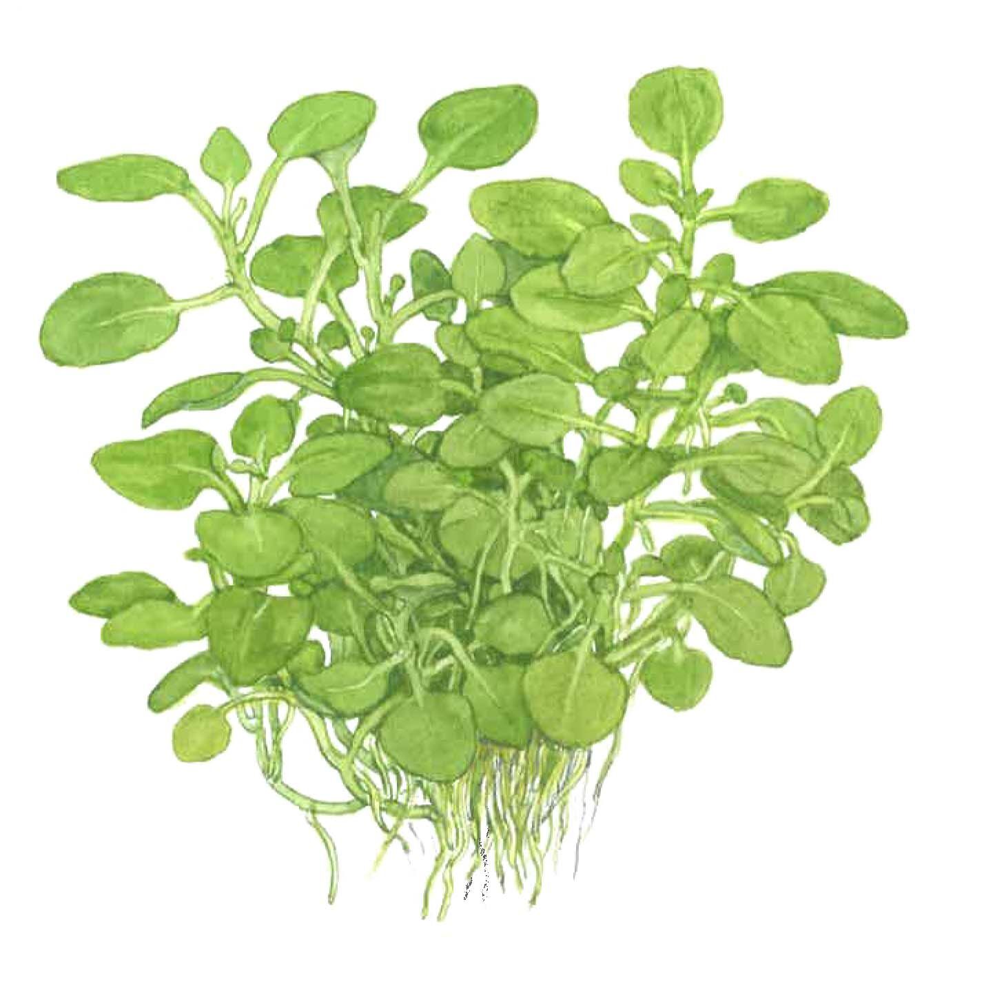 Tropica - Lobelia cardinalis Mini 1-2 Grow!