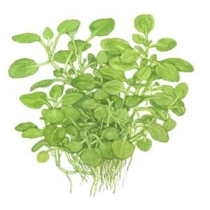 Tropica - Lobelia cardinalis Mini 1-2 Grow!