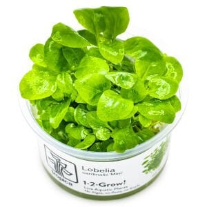 Tropica - Lobelia cardinalis Mini 1-2 Grow!
