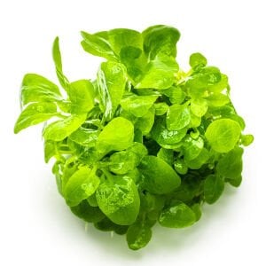 Tropica - Lobelia cardinalis Mini 1-2 Grow!