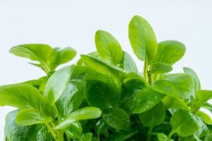 Tropica - Lobelia cardinalis Mini 1-2 Grow!