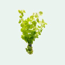 Marsilea hirsuta İTHAL BUKET ÖN SİPARİŞ