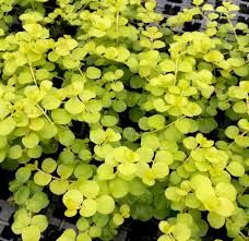 Marsilea hirsuta İTHAL BUKET ÖN SİPARİŞ