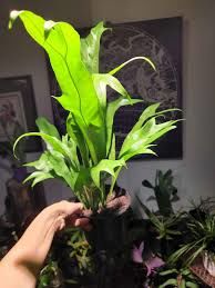 Microsorum pteropus giganteus BUKET - ÖN SİPARİŞ