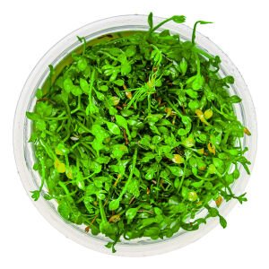 Tropica - Marsilea minuta 1-2 Grow!