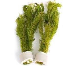 Myriophyllum hippuroides İTHAL BUKET