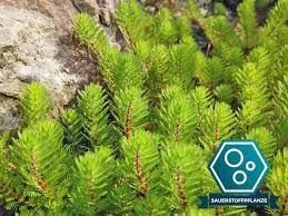 Myriophyllum hippuroides İTHAL BUKET