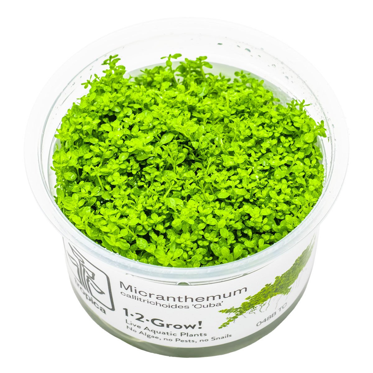 Tropica - Micranthemum callitrichoides Cuba 1-2 Grow!