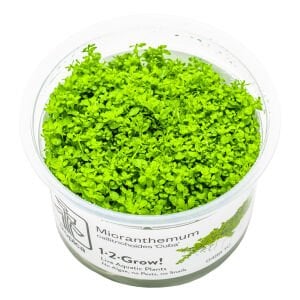 Tropica - Micranthemum callitrichoides Cuba 1-2 Grow!
